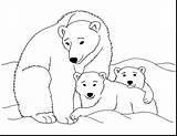 Polar Bear Cub Drawing Coloring Pages Baby sketch template