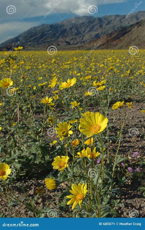 desert spring stock image image  pollinated golden