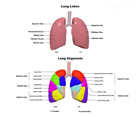 bronchopulmonary segments respiratory medbullets step