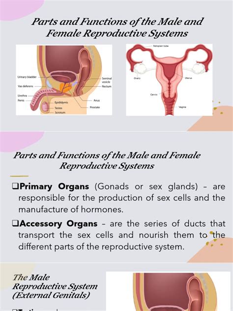 Parts And Functions Of The Male And Female Reproductive Systems Role Of