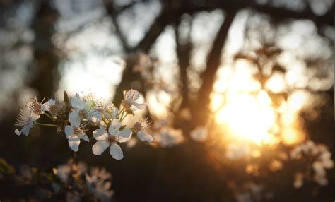 flowers white flowers sunlight depth  field nature