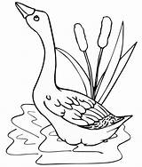 Goose Coloring Pond Pages Realistic Children Cartoon Funny sketch template