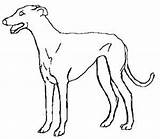 Greyhound Clipart Dog Drawing Cliparts Library Clip Easy sketch template