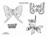 Moths sketch template
