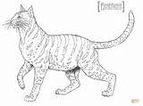 Andes Wildcat Gato Andean Ausmalbilder Andino Montes Supercoloring Designlooter sketch template