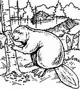 Beaver Coloringsun sketch template