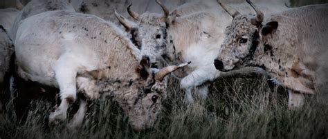 Science Chillingham Wild Cattle