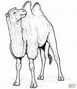 Chameau Camello Coloriage Camelo Camel Colorat Camila Planse Animaux Camellos Imprimer Colorir Desene Animales Egypte Bactriano 1665 Salbatice Animale Camels sketch template