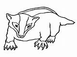 Badger Coloring Pages Outline Printable Template Honey Kids Badgers Color School Print Clipart Colouring Getcolorings Children Quick Walking Clip Cartoon sketch template
