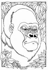 Gorilla Coloring Pages Colouring Printable Color Choose Board Family Kids Happy Baby sketch template