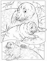 Coloring Seal Pages Foca Leopard Grey Colorear Para Geographic National Dibujo Kids Animals Ocean Sea Gris Colouring Crab Mandala Dibujos sketch template