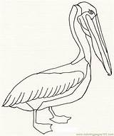 Pelican Coloring Printable Color Pages Pelicans Birds Library Paintings Animal Choose Board sketch template