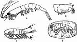 Zooplankton Coloring Amphipod Copepod Crustaceans Animals Pages Euphausia Template Calanus Pelagic Their sketch template