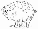 Pig Coloring Pages Cartoon Pigs Draw Toddlers Adults Cute Printable Book Drawing Fat Color Animals Kids Piggy Piggies Bad Head sketch template