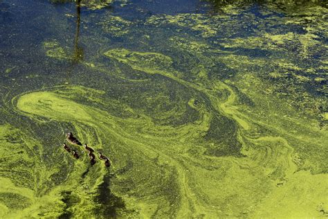 rise  toxic algae blooms requires coordinated response  researchers