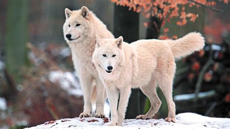 wolves arctic wolf wallpapers hd desktop  mobile backgrounds