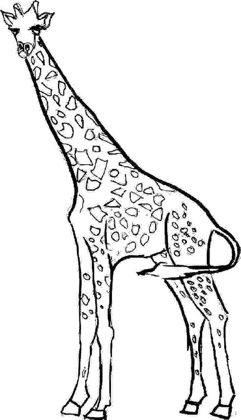 printable giraffe coloring pages  kids clipart  clipart