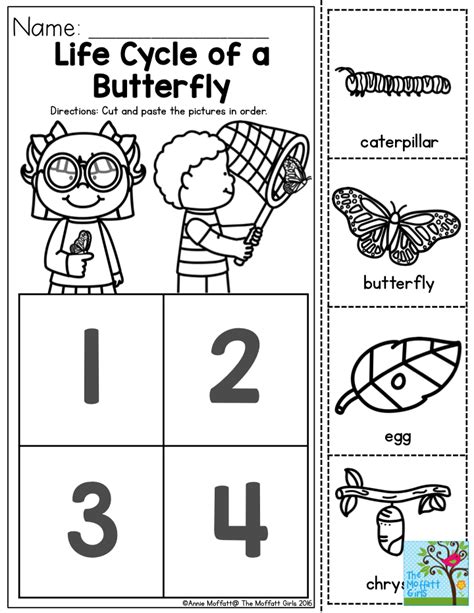 butterfly life cycle worksheet preschool