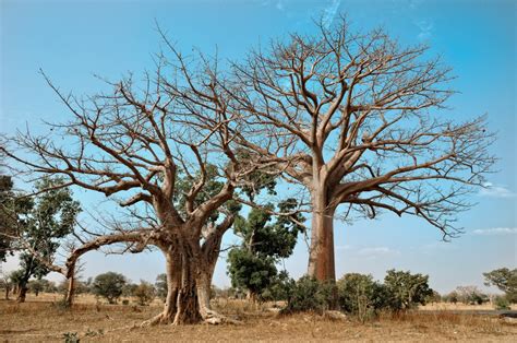Africa S Oldest And Largest Baobab Trees Are Dying Off Insidehook