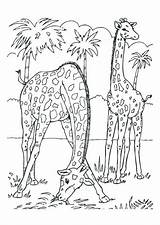 Giraffen Jirafas Giraffe Malvorlage Ausmalbild Ausmalen Giraf Kleurplaten Schulbilder Girafes Printen Für sketch template