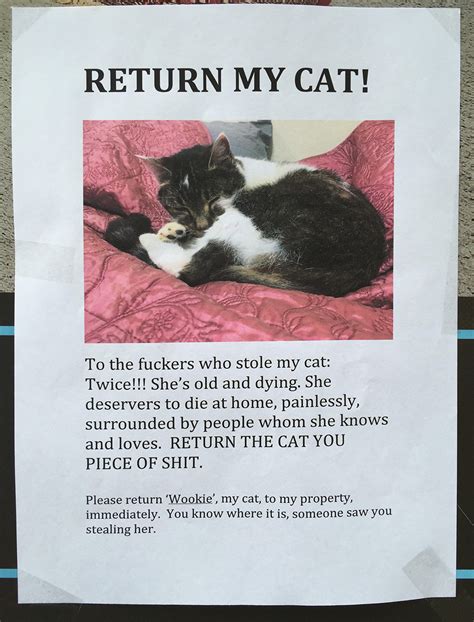 missing cat posters   level stop