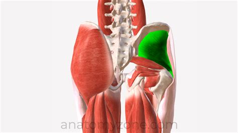 gluteus minimus origin insertion action  model anatomyzone