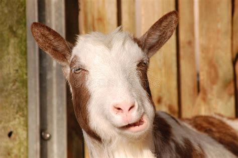 12 073 Funny Goat Photos Free And Royalty Free Stock