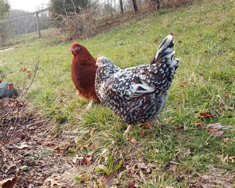 pams backyard chickens sussex chicken breed spotlight