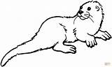 Otter Sea Clipart Coloring Pages Animal River Clip Drawing Printable Template Color Otters Cliparts Templates Animals Online Colouring Drawings Creature sketch template