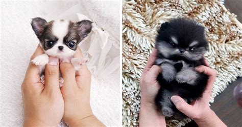adorably tiny puppies     heart melt  cuteness