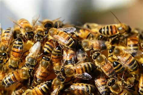 die feinde der biene bienen gesundheit