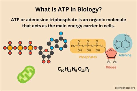 atp  biology adenosine triphosphate facts