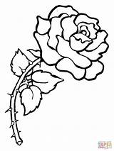 Coloring Rose Pages Compass Color Printable sketch template