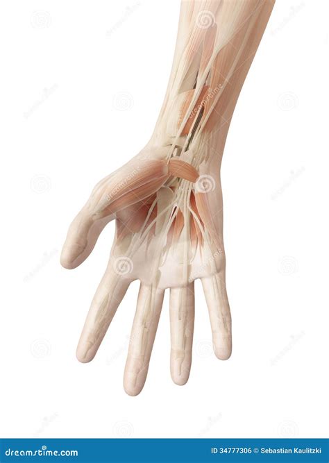 anatomie der menschlichen hand stock abbildung illustration von