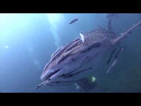 amazing footage  whale shark covered  remora fishes commensalism youtube