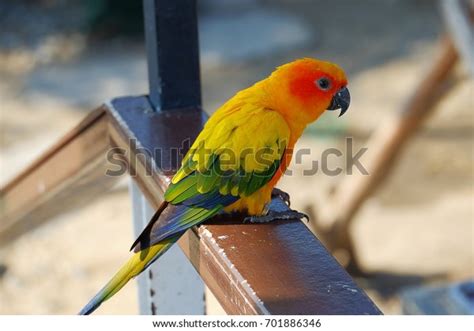 suncor parrot colorful bird stock photo  shutterstock
