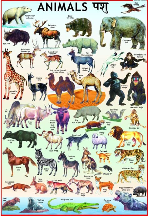 animals chart  size laminated wall chart educational learning