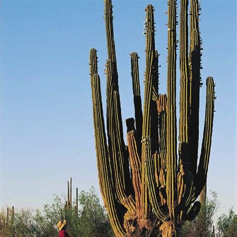 Pdf Pollination Of Cacti In The Sonoran Desert