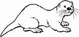 Otter Coloring Pages Printable Color Clip sketch template