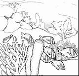 Reef Coral Drawing Ecosystem Coloring Barrier Ocean Great Pencil Drawings Underwater Pages Sea Clipart Draw Sketch Fish Printable Easy Template sketch template