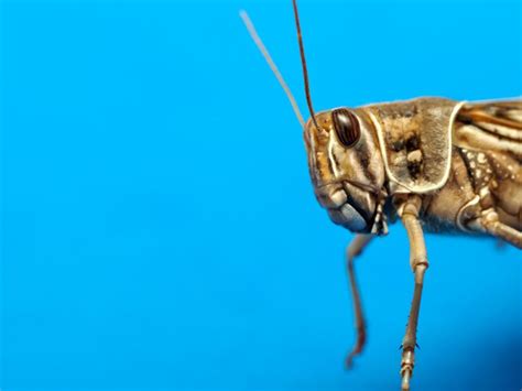 pin on edible insects