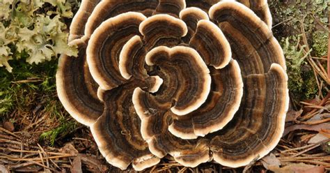 turkey tail mushroom identification and benefits davey tree