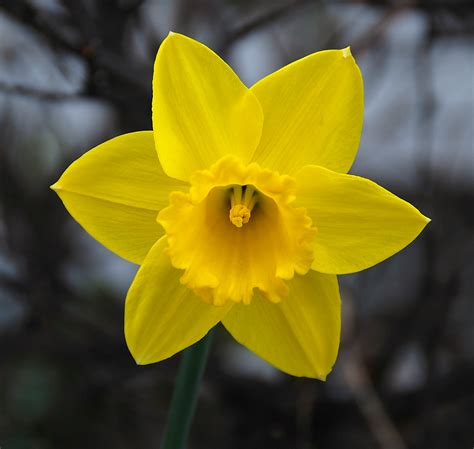 yellow daffodil   window