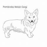 Corgi Pembroke Welsh Dog Drawing Breeds Breed Dachshund sketch template