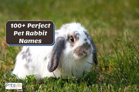 perfect rabbit names  male female bunnies