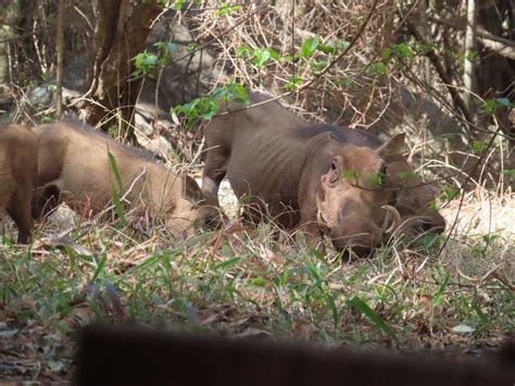 warthogs foto samanthas reisblog