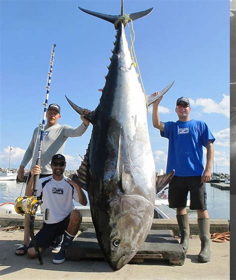 giant bluefin tuna rule  northeast pelagic fishing gear