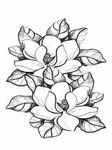 Magnolia Magnolie Drawings Magnolias Marigold Ausmalbilder Louisiana Colouring Bestcoloringpagesforkids Malvorlagen Bing sketch template