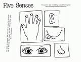 Senses Five Coloring Printable Pages Preschool Sinne Unit Kindergarten Clipart Sense Worksheets Printables Worksheet Board Science Kids Teach Popular Toddler sketch template