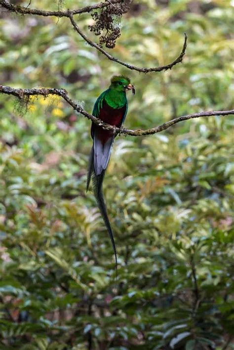 quetzal focusing  wildlife